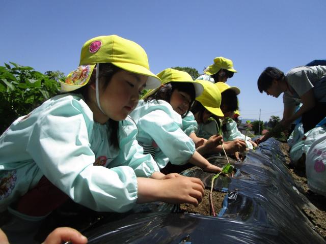 ののだけ幼稚園栽培活動と食育活動の推進1