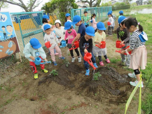 涌谷幼稚園栽培活動1