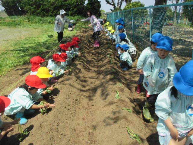 涌谷幼稚園栽培活動2