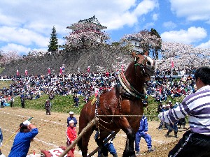 東北輓馬競技大会