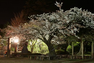 夜桜3