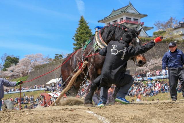 第73回東北輓馬競技大会