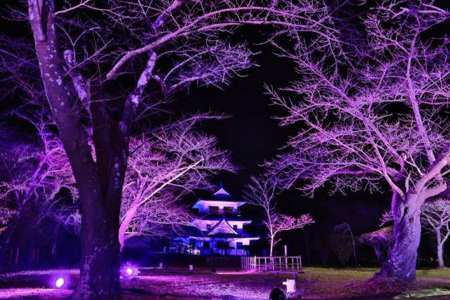 幻桜ライトアップの会場内の風景1