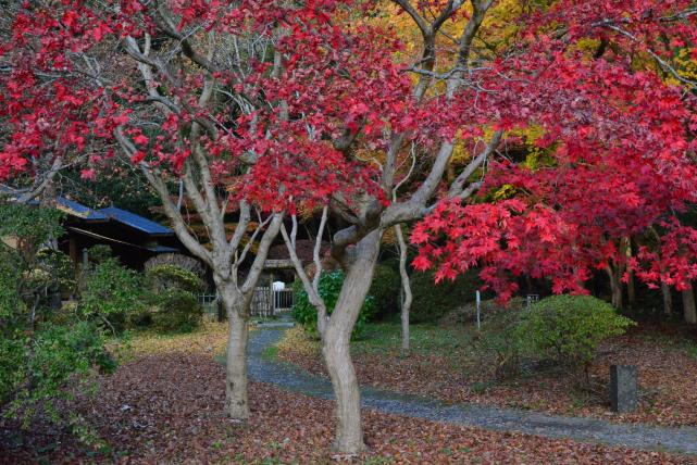 入選「秋のくがね庵」