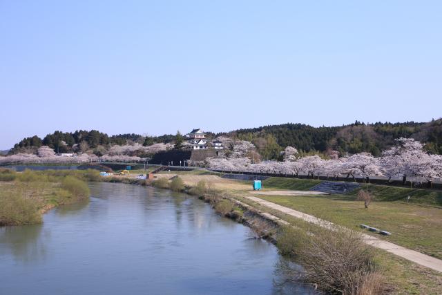 城山の桜6