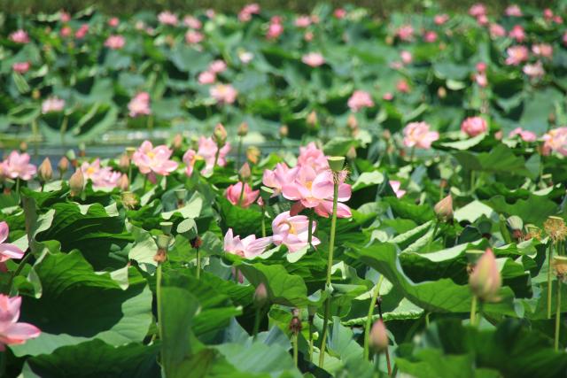 相野沼の夏2