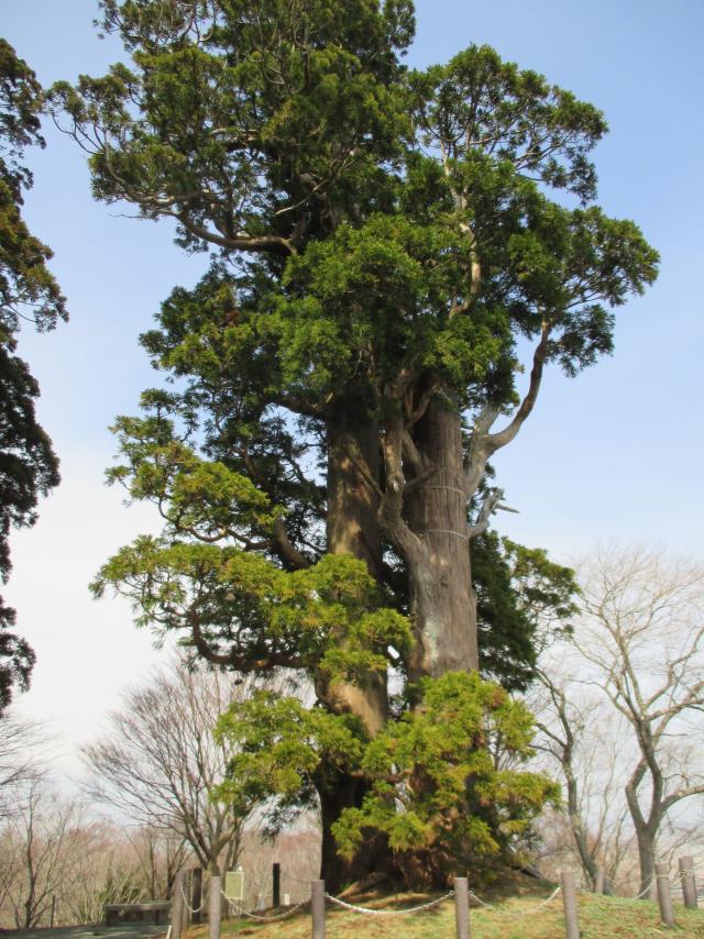 夫婦杉