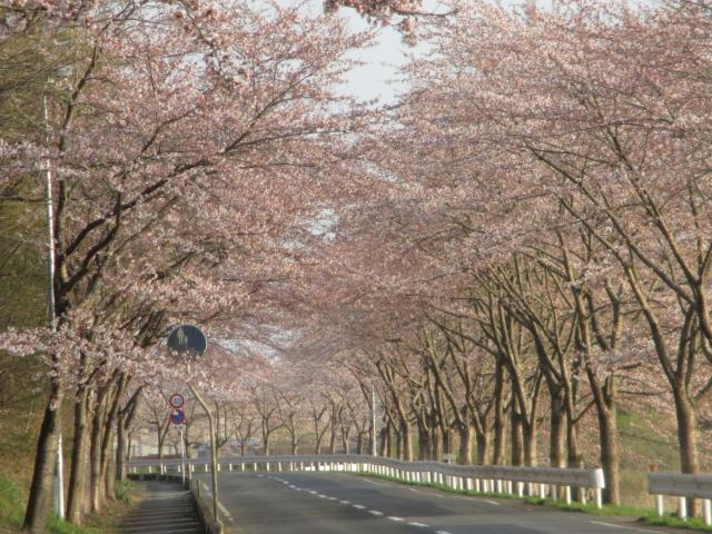 桜回廊