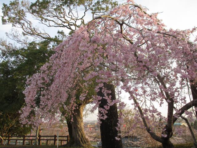 枝垂桜