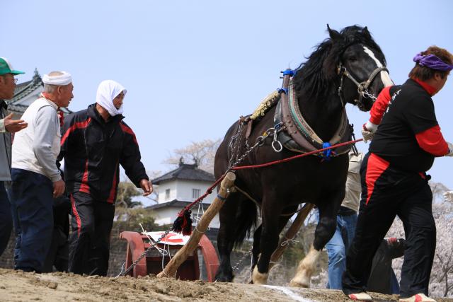 東北輓馬競技大会12