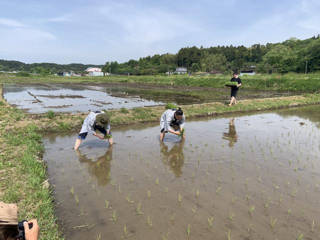 田植え2